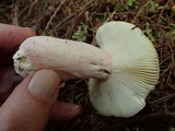 Russula olivacea image