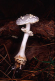Amanita abrupta image