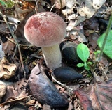 Tylopilus rubrobrunneus image