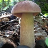 Tylopilus rubrobrunneus image