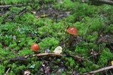 Leccinum vulpinum image