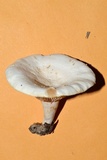 Lactarius subvellereus image
