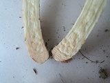 Leccinum longicurvipes image