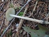 Hymenopellis furfuracea image