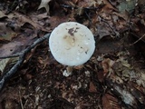 Amanita brunnescens image