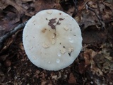 Amanita brunnescens image