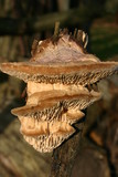 Daedalea quercina image