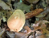 Boletellus russellii image