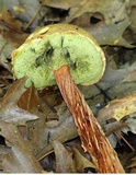 Boletellus russellii image