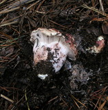 Hygrophorus purpurascens image