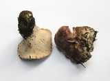 Hygrophorus purpurascens image