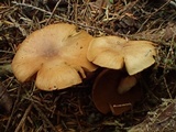 Cortinarius subtortus image