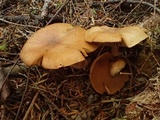 Cortinarius subtortus image