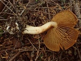 Cortinarius subtortus image