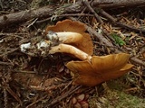 Cortinarius subtortus image