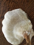 Meripilus sumstinei image