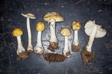 Amanita praecox image