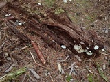 Crepidotus applanatus image