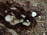 Crepidotus applanatus image