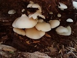 Crepidotus applanatus image
