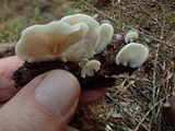 Crepidotus applanatus image