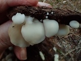 Crepidotus applanatus image