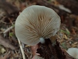 Crepidotus applanatus image