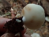 Crepidotus applanatus image