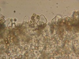 Crepidotus applanatus image