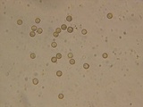 Crepidotus applanatus image