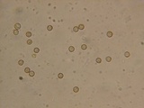 Crepidotus applanatus image