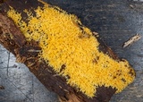 Mucronella flava image