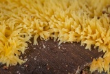 Mucronella flava image