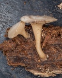 Tatraea macrospora image