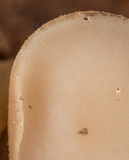 Tatraea macrospora image