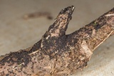 Herpotrichia herpotrichoides image
