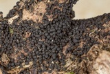Herpotrichia herpotrichoides image
