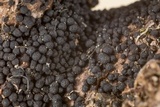 Herpotrichia herpotrichoides image