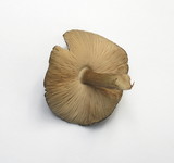 Pluteus atromarginatus image