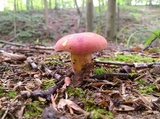 Boletus carminiporus image
