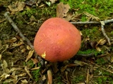 Boletus carminiporus image