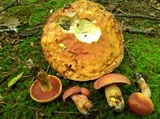 Boletus carminiporus image