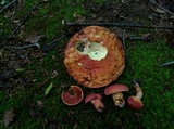 Boletus carminiporus image