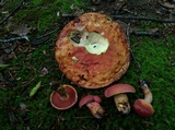 Boletus carminiporus image