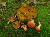 Boletus carminiporus image