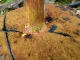 Boletus carminiporus image