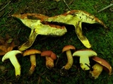 Boletus carminiporus image