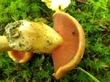 Boletus carminiporus image