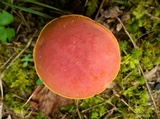 Boletus carminiporus image
