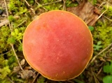 Boletus carminiporus image